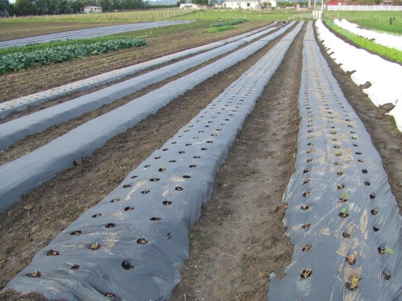 biodegradable agricultural mulch