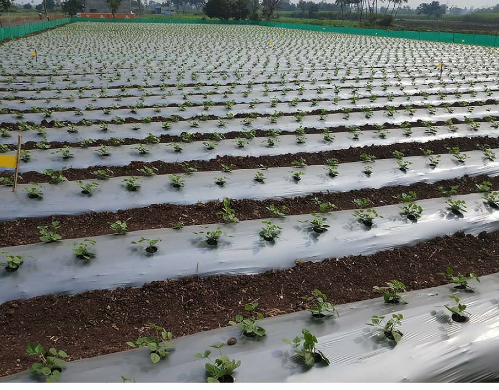 biodegradable agricultural mulch