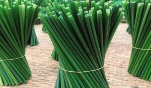 Grass straws